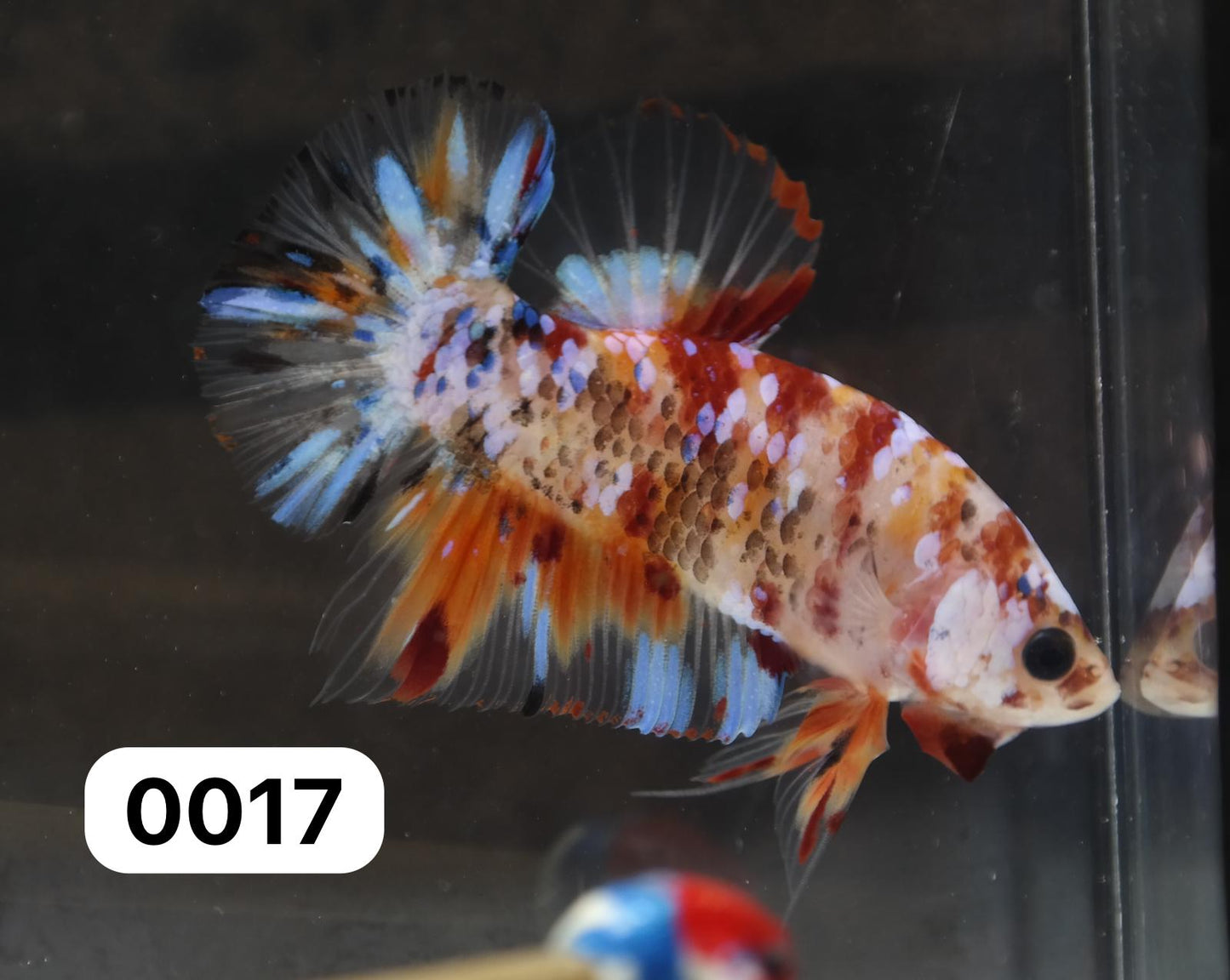 Male Halfmoon Plakat - Galaxy #M017