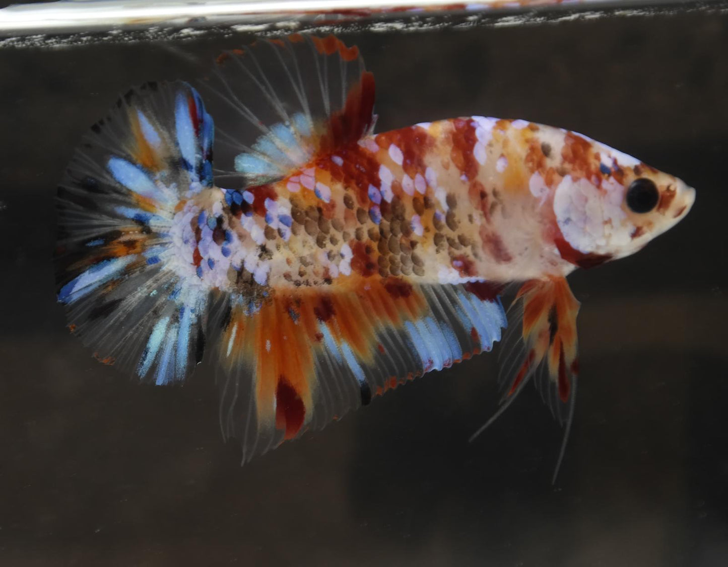 Male Halfmoon Plakat - Galaxy #M017