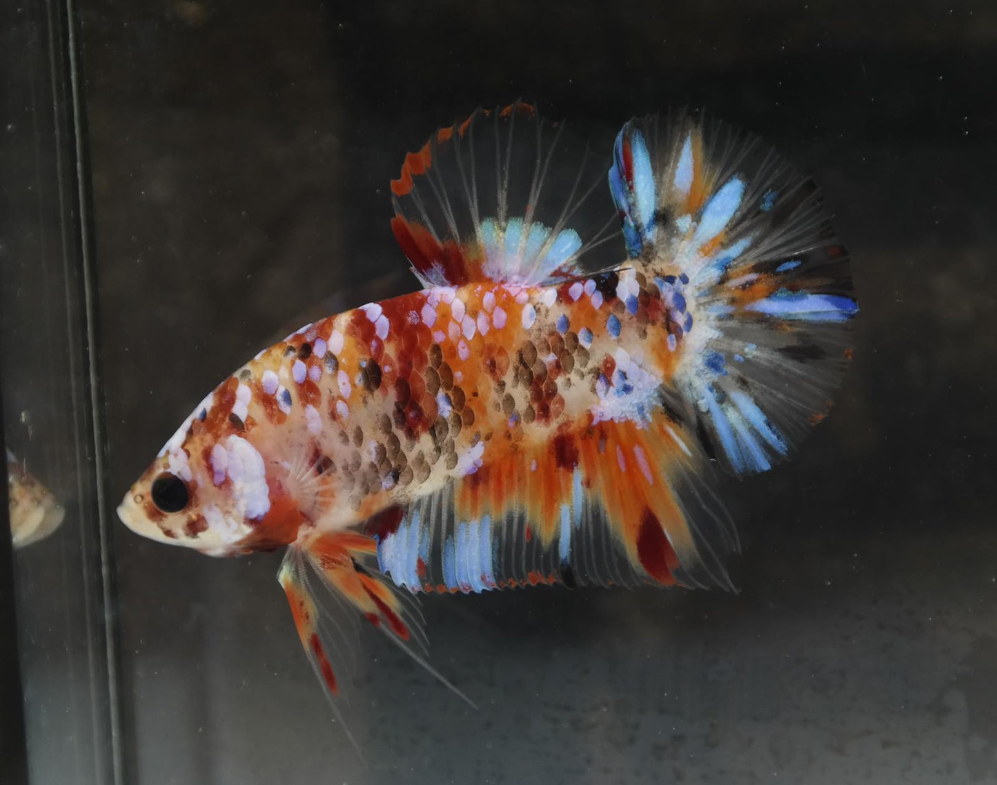 Male Halfmoon Plakat - Galaxy #M017