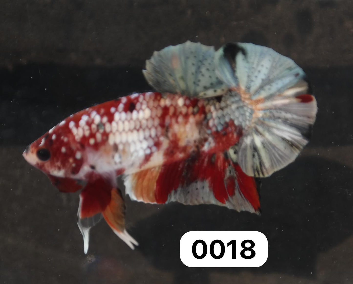 Male Halfmoon Plakat - Red Koi Copper #M018
