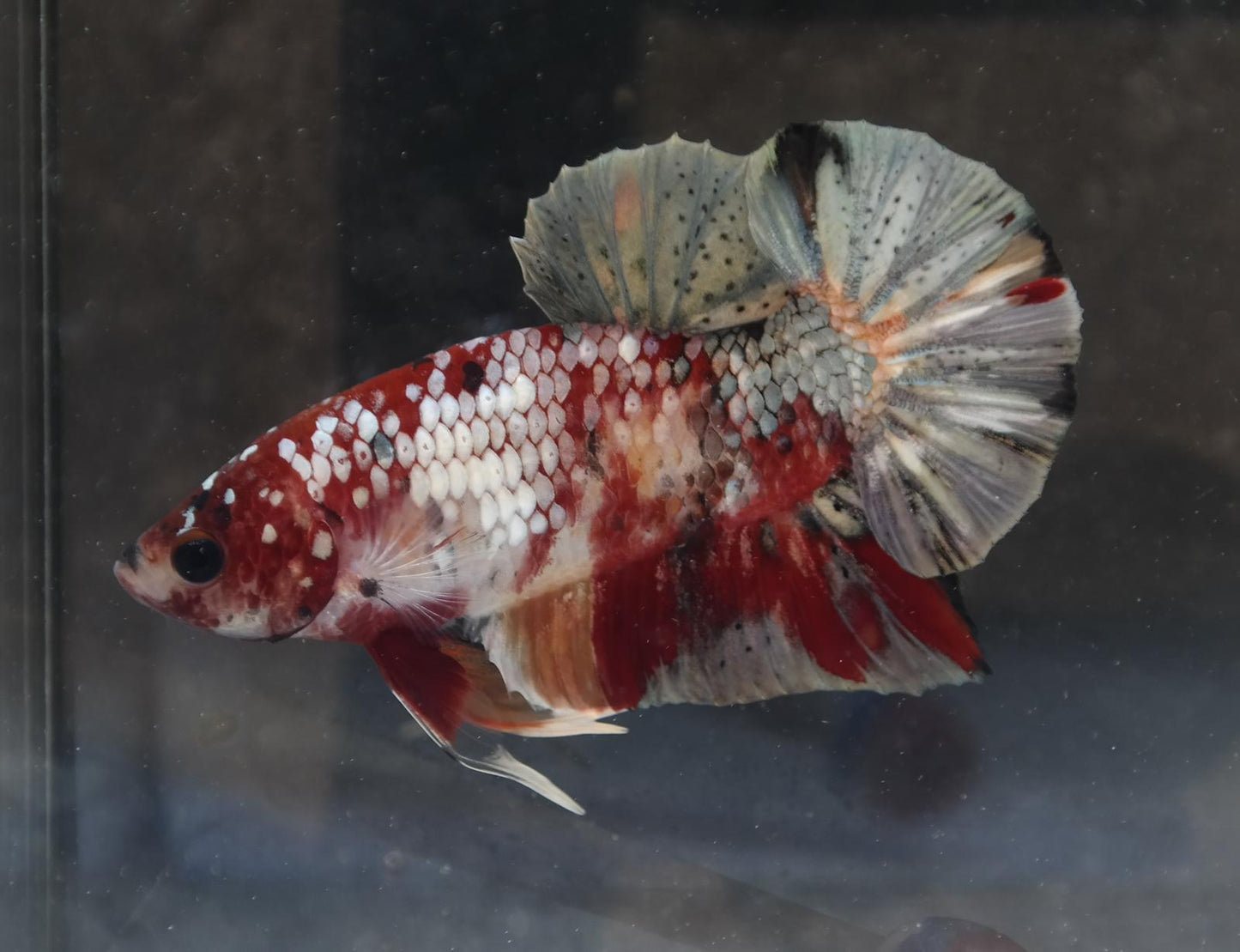 Male Halfmoon Plakat - Red Koi Copper #M018