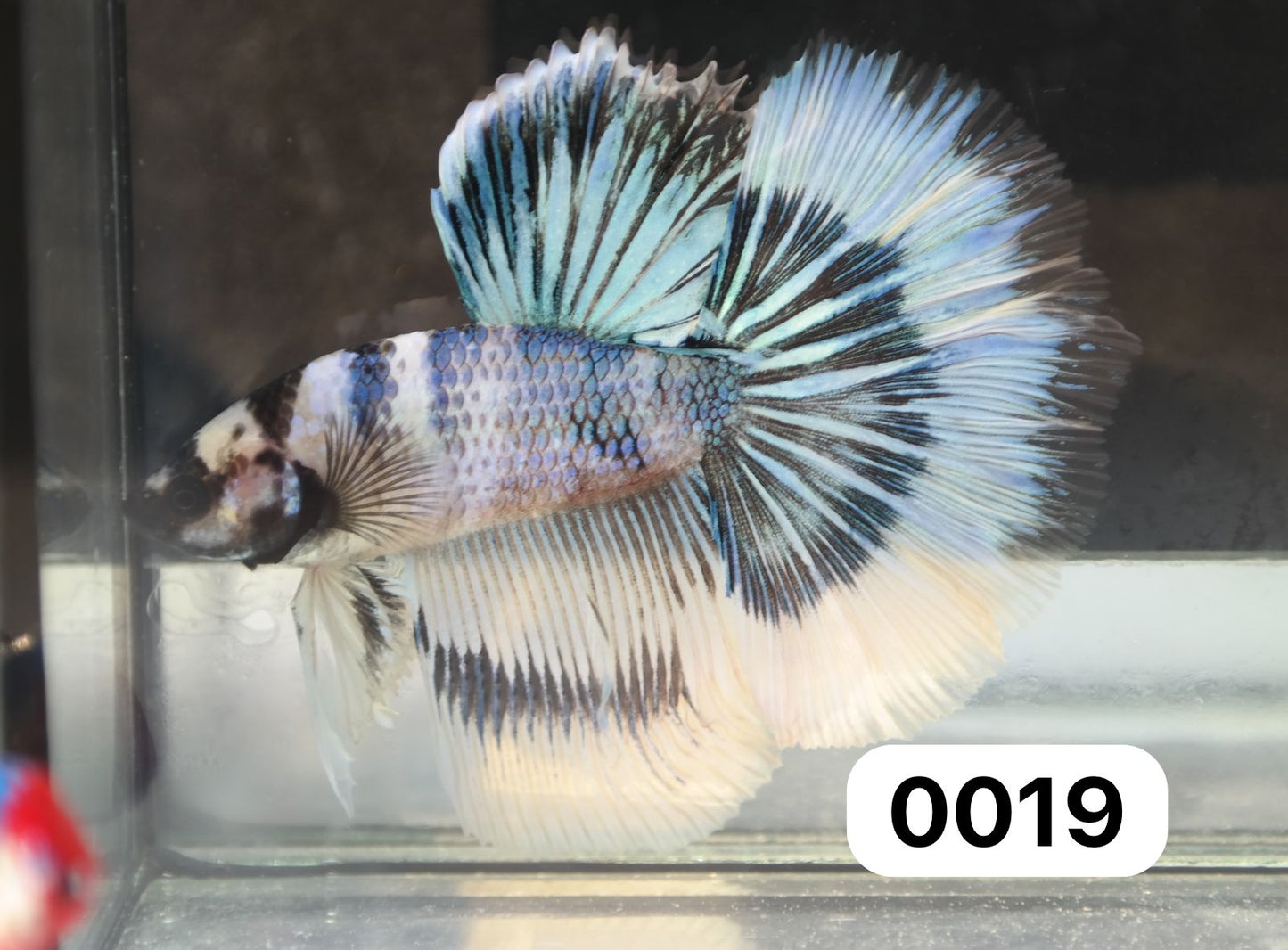 Male Halfmoon - Fancy White Rim - #M019