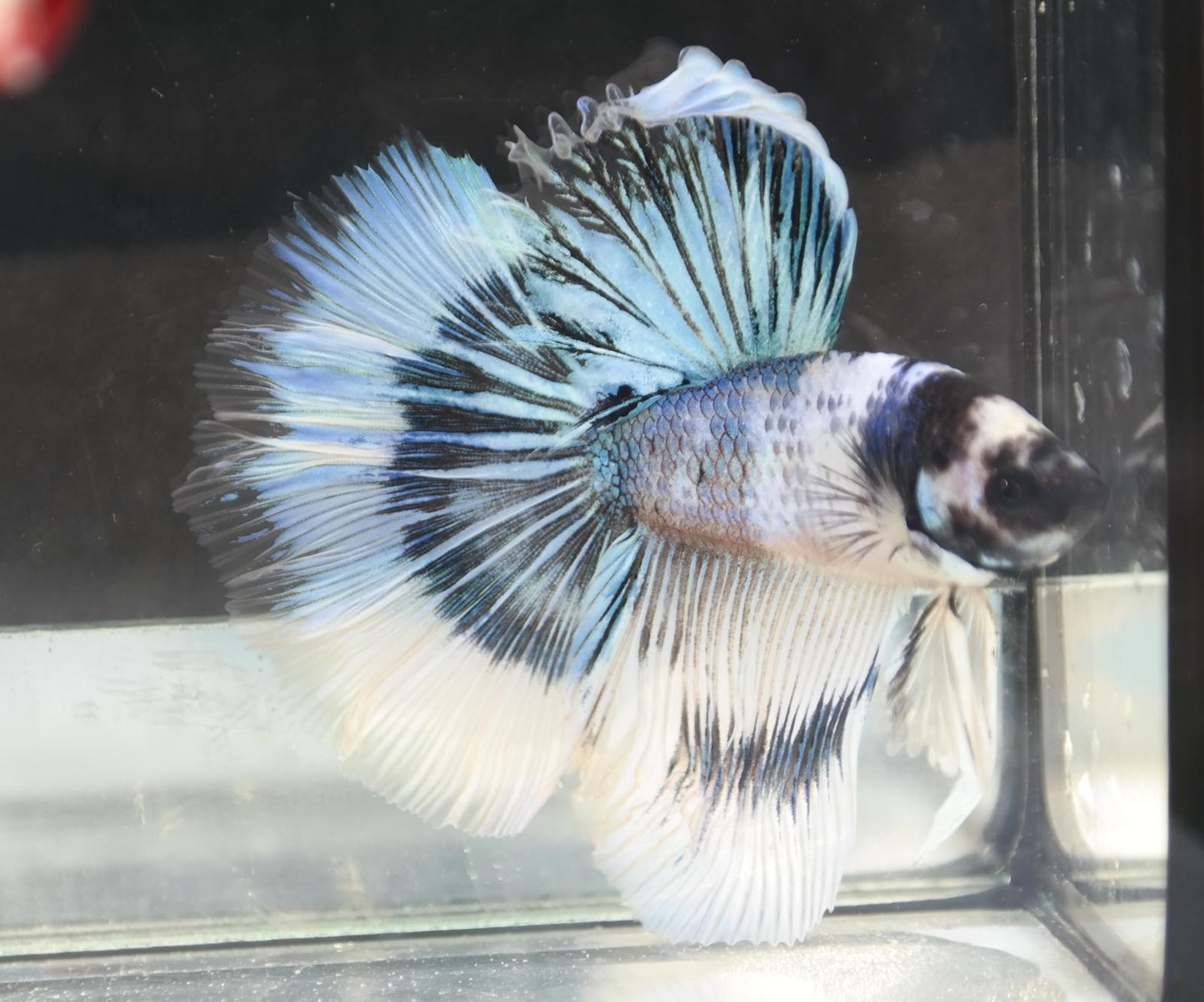 Male Halfmoon - Fancy White Rim - #M019