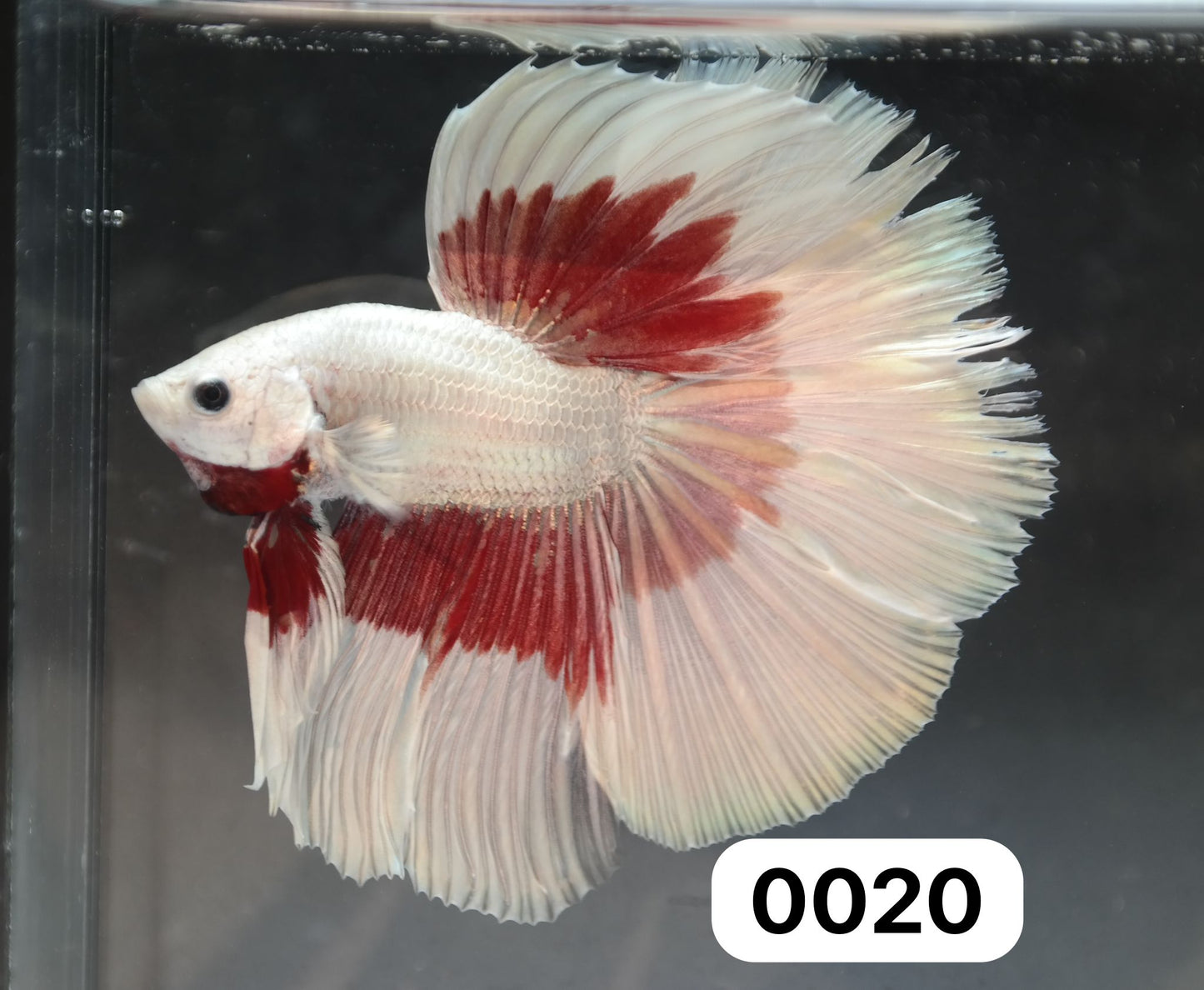 Male Halfmoon - Red Butterfly - #M020