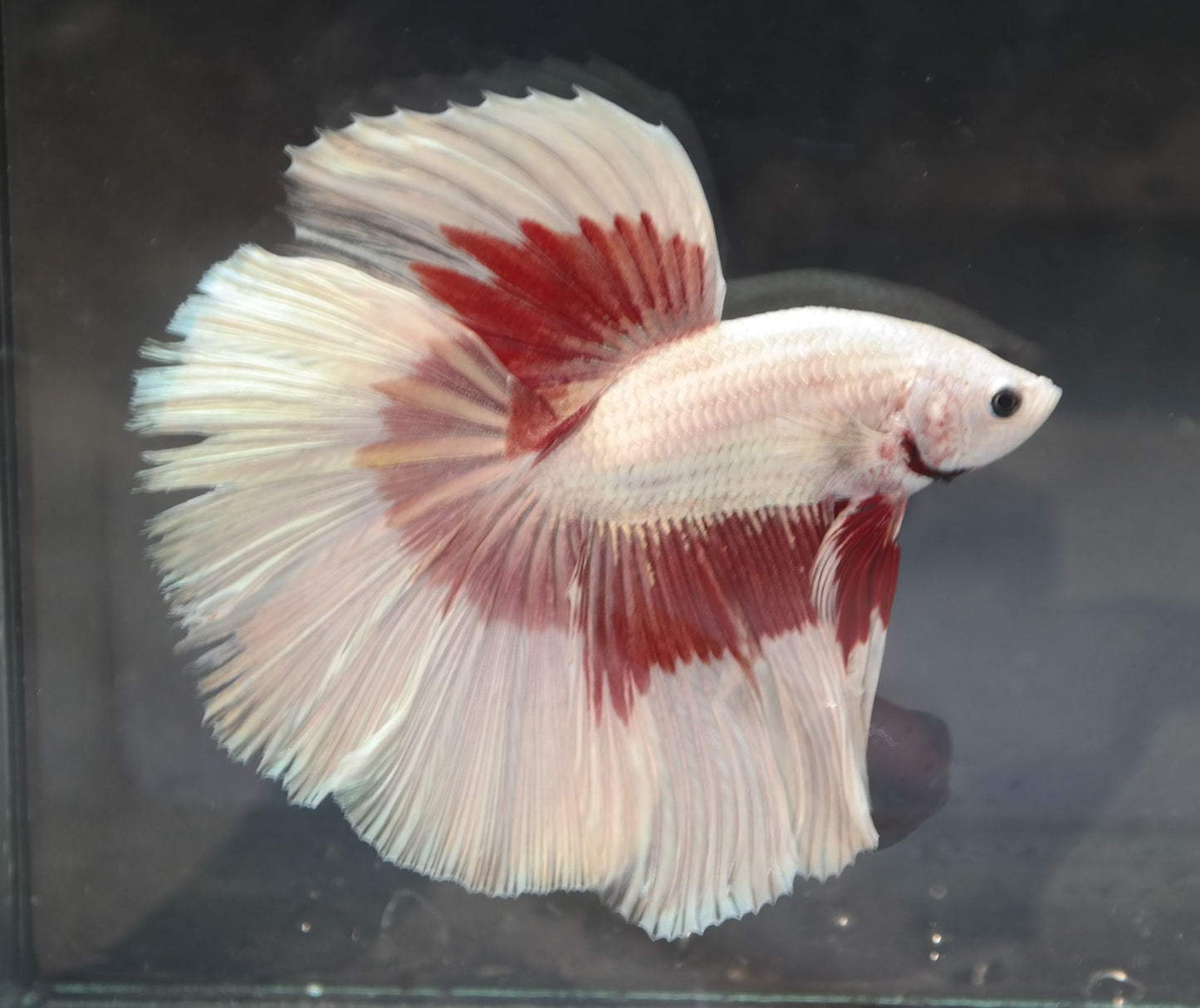 Male Halfmoon - Red Butterfly - #M020