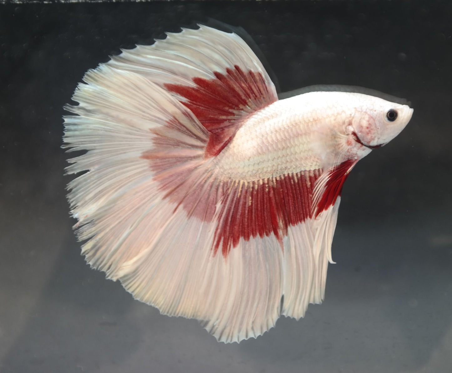 Male Halfmoon - Red Butterfly - #M020