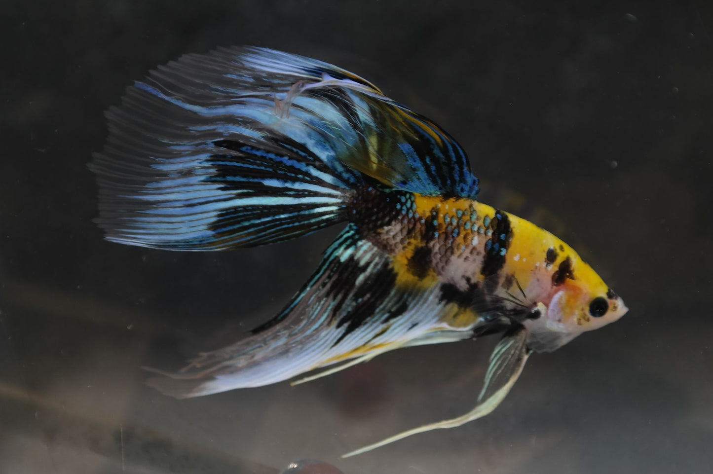 Male Veiltail - Yellow Galaxy - #M023