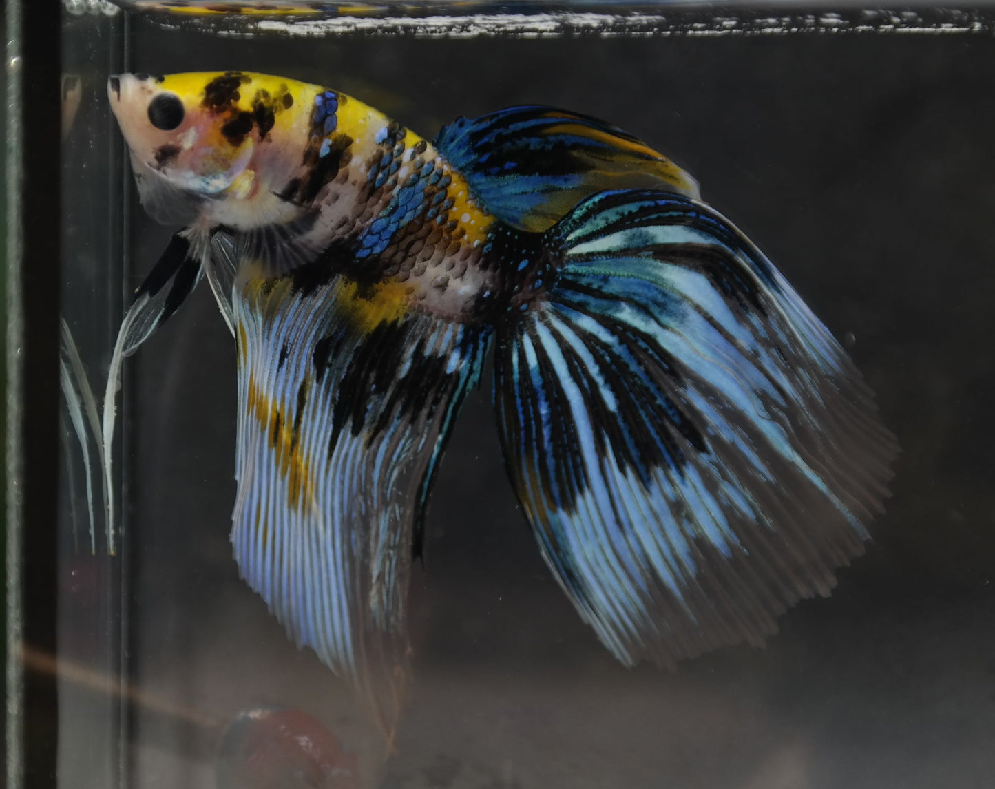 Male Veiltail - Yellow Galaxy - #M023