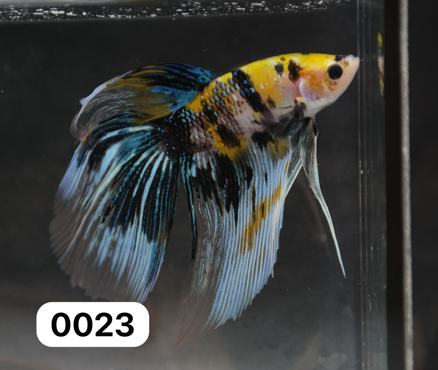 Male Veiltail - Yellow Galaxy - #M023