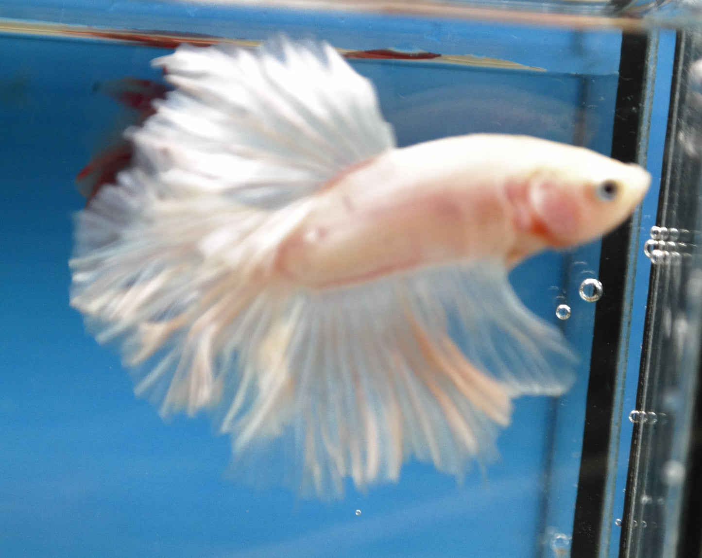 Male White Platinum Rosetail Betta Fish A102