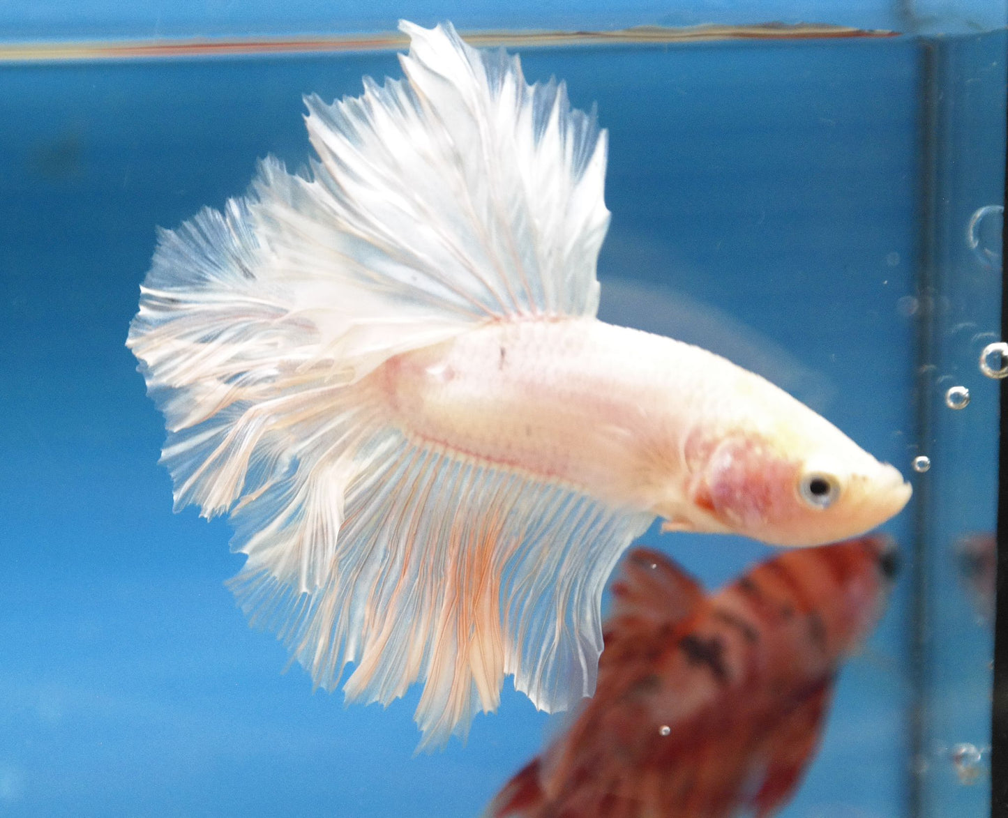 Male White Platinum Rosetail Betta Fish A102
