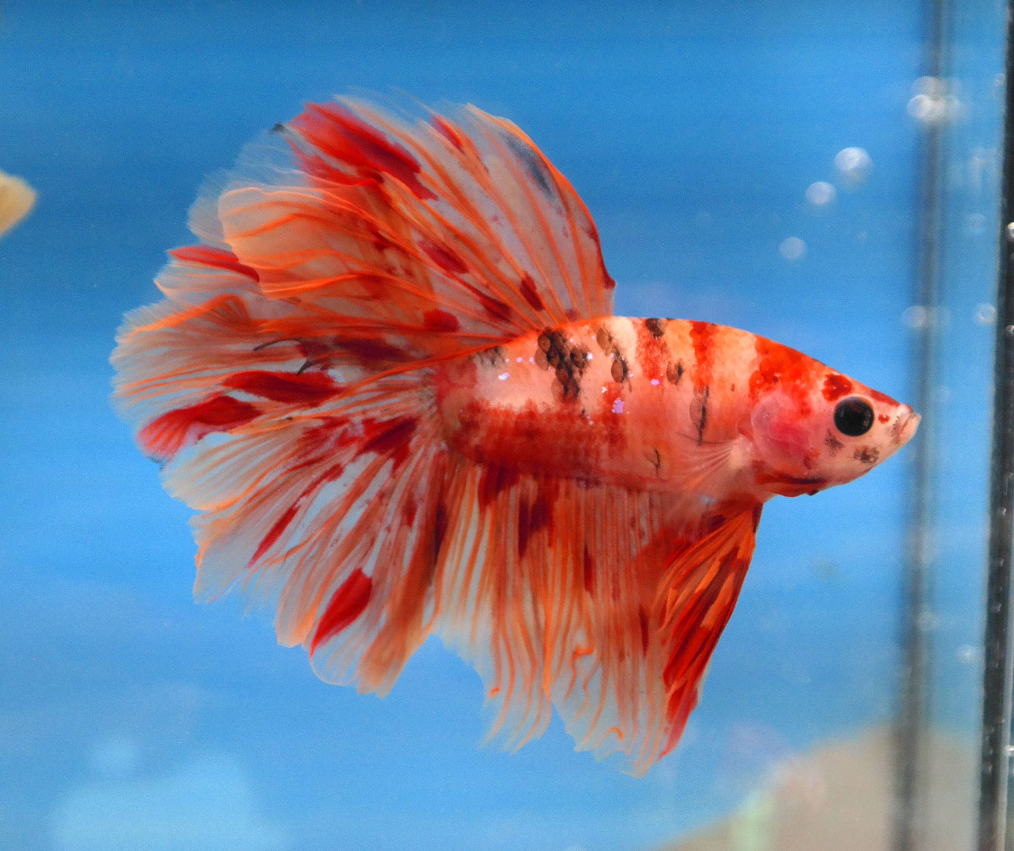 Male Nemo Galaxy Rosetail Betta A103