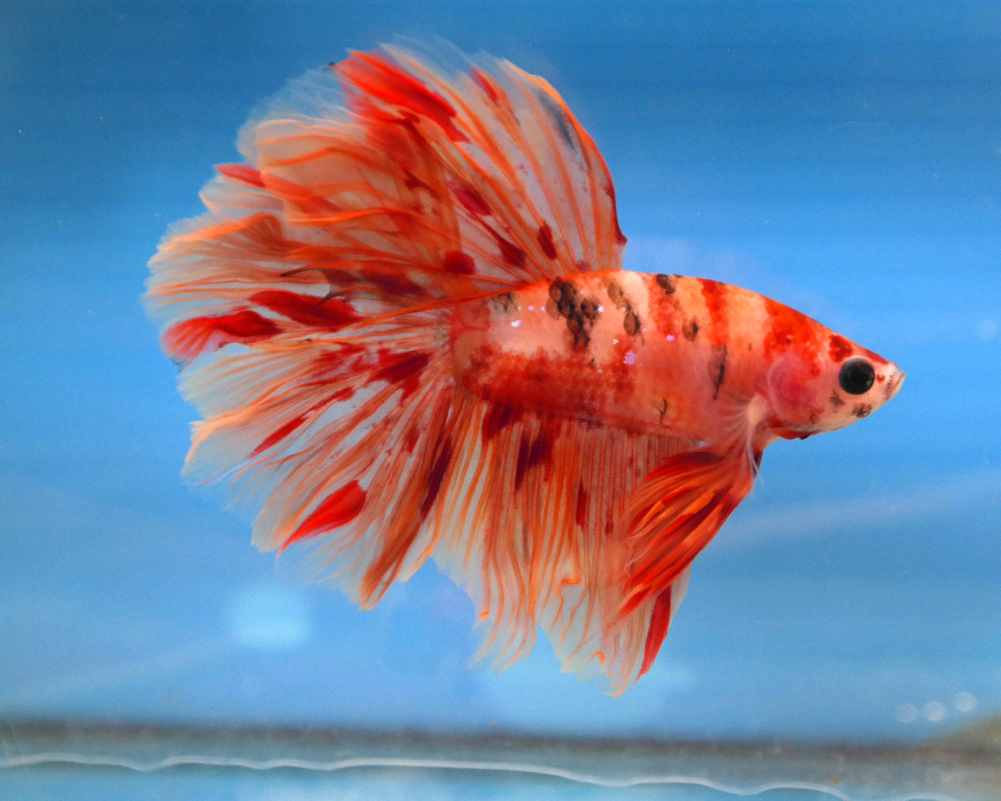 Male Nemo Galaxy Rosetail Betta A103