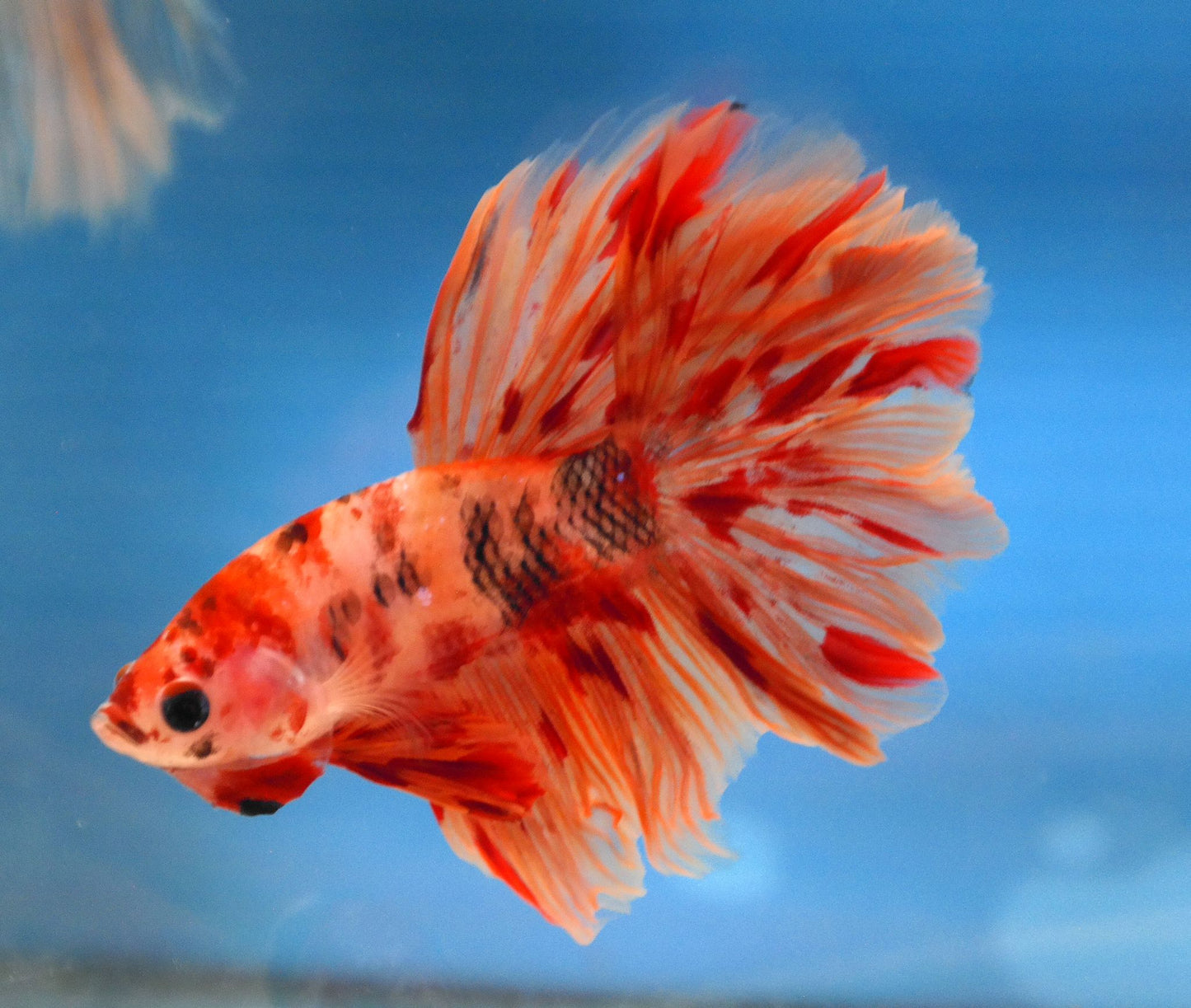 Male Nemo Galaxy Rosetail Betta A103