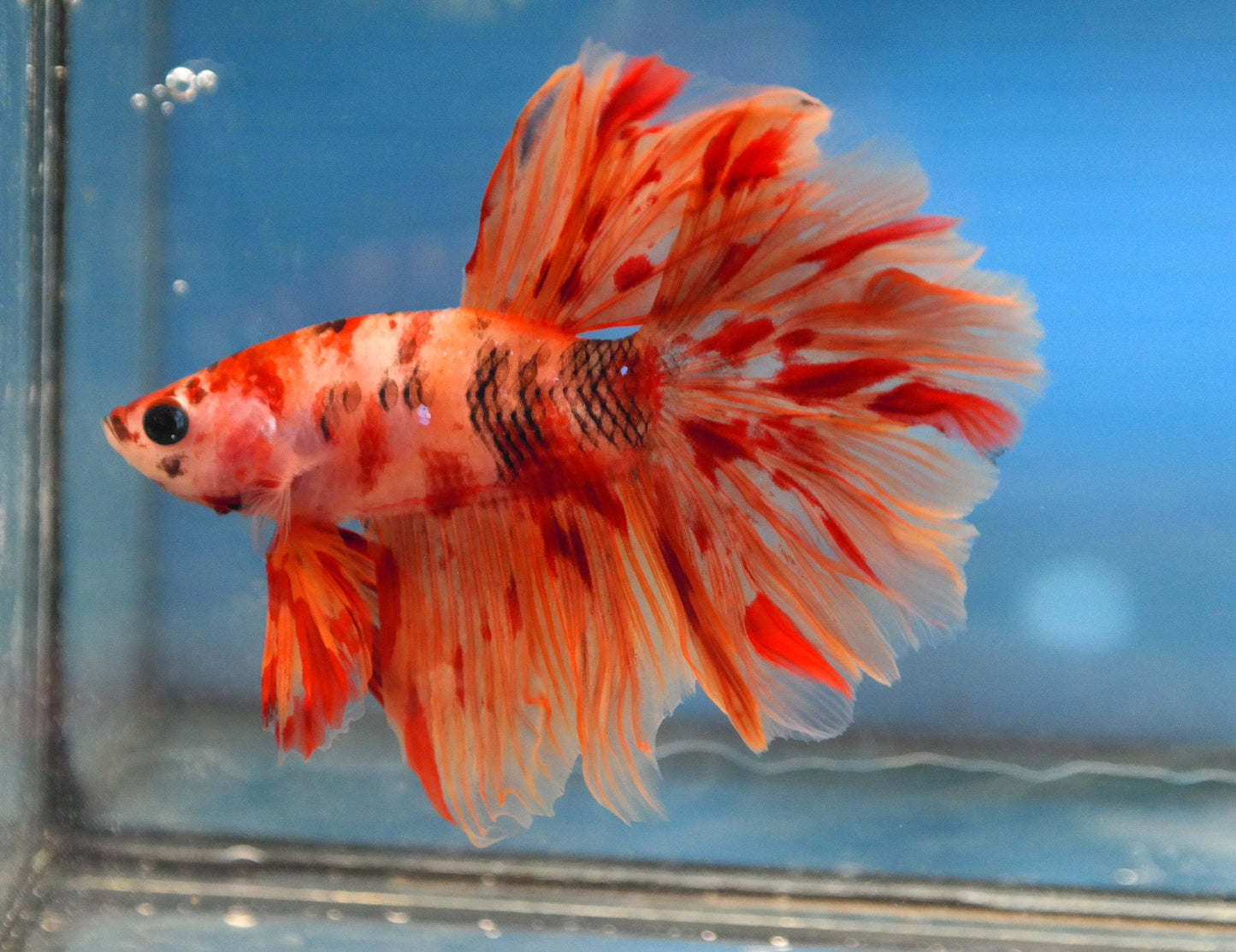 Male Nemo Galaxy Rosetail Betta A103