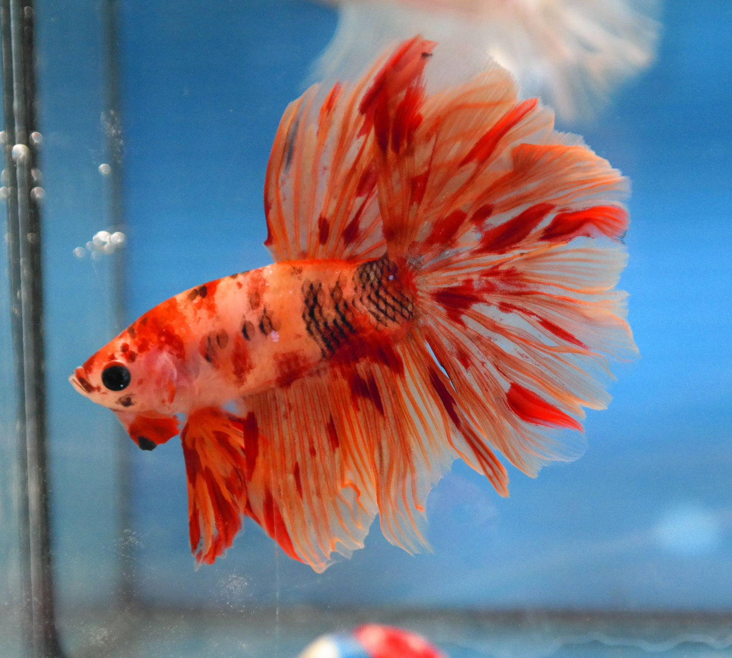 Male Nemo Galaxy Rosetail Betta A103