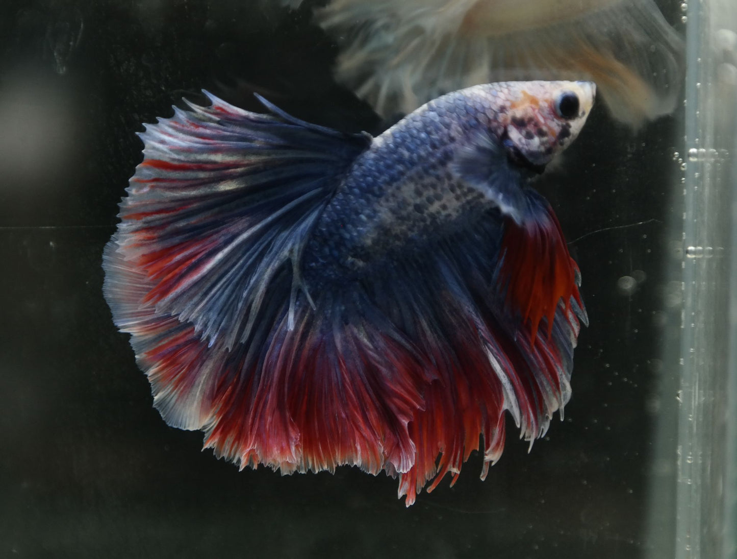 Male Two Tone Red Blue Halfmoon Betta Fish A104