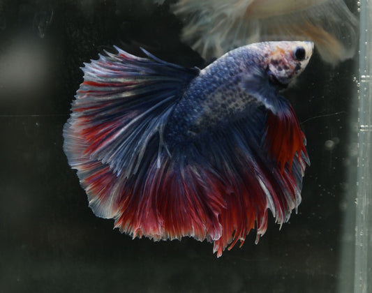Male Two Tone Red Blue Halfmoon Betta Fish A104