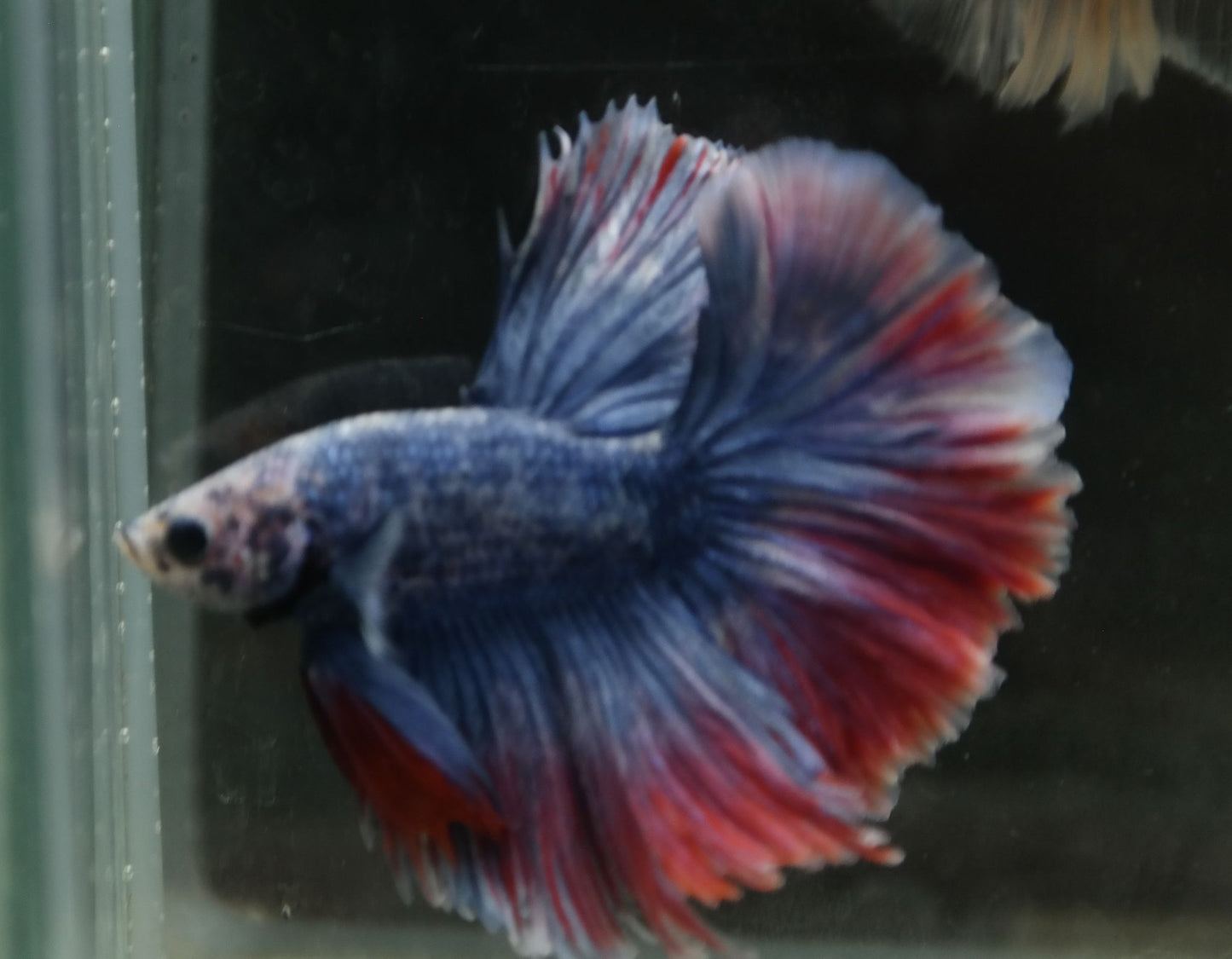 Male Two Tone Red Blue Halfmoon Betta Fish A104