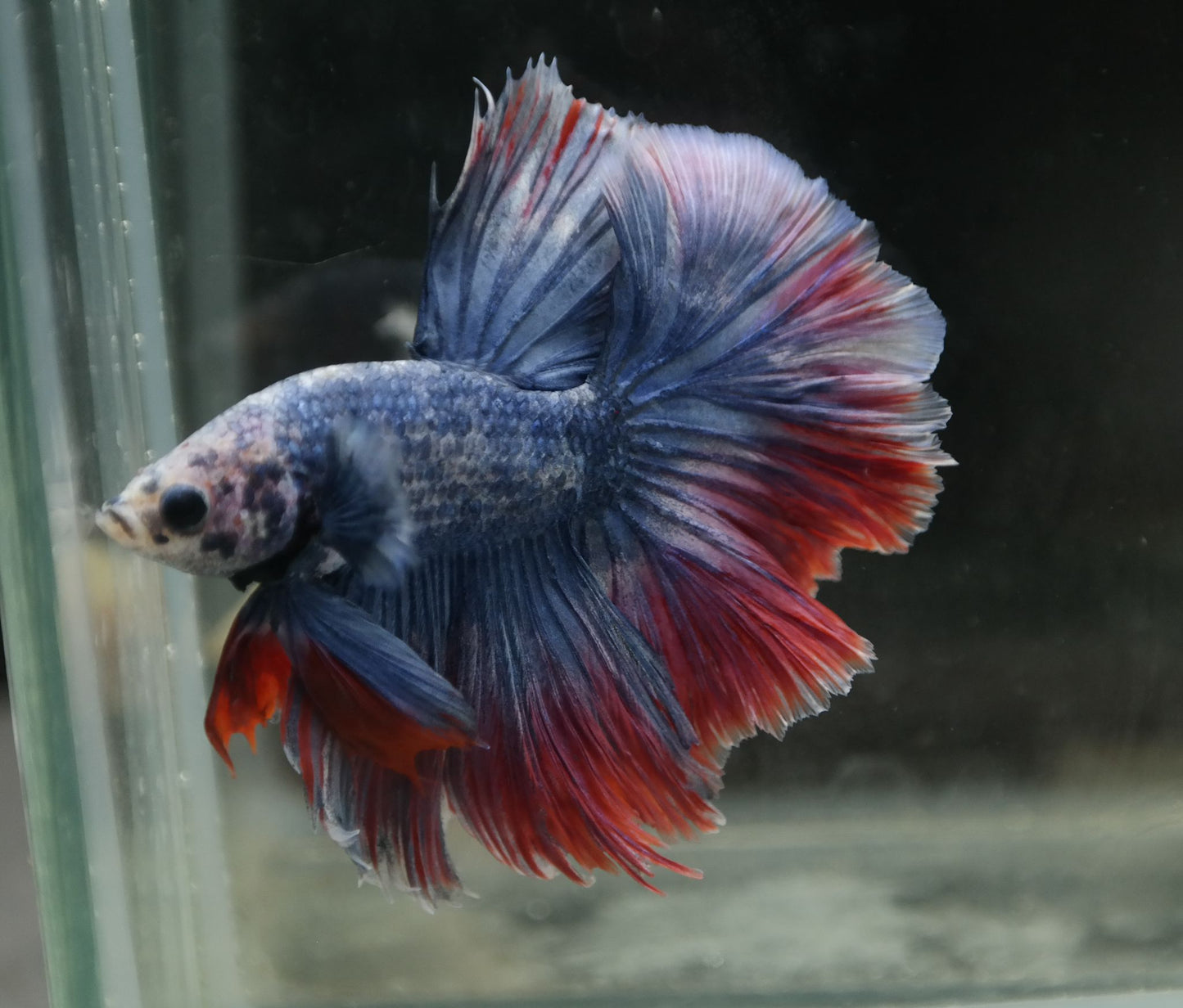 Male Two Tone Red Blue Halfmoon Betta Fish A104