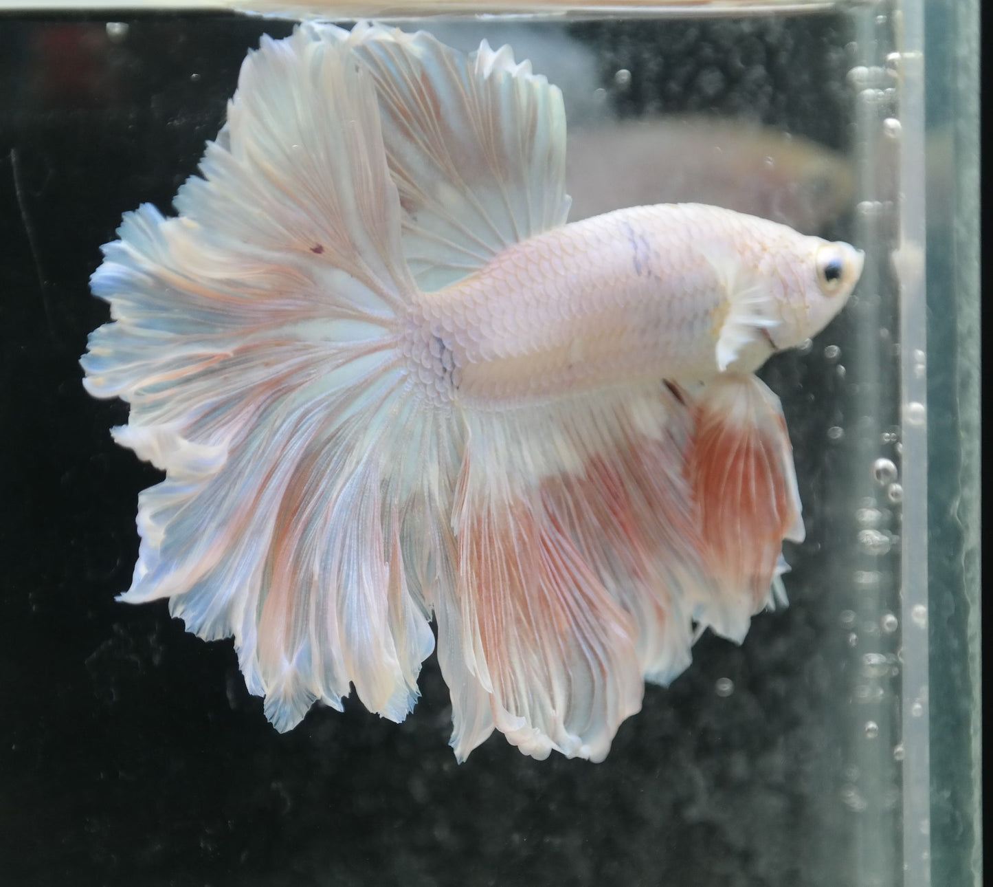 Male Pastel Peach Rosetail Betta Fish A106