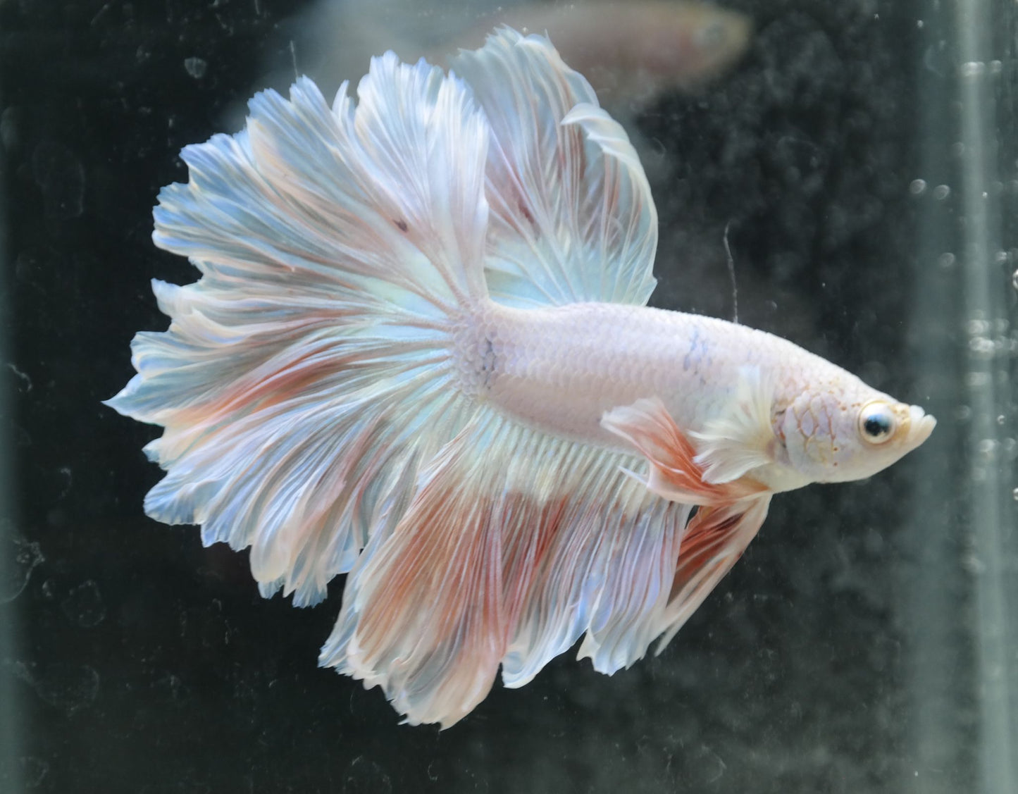 Male Pastel Peach Rosetail Betta Fish A106