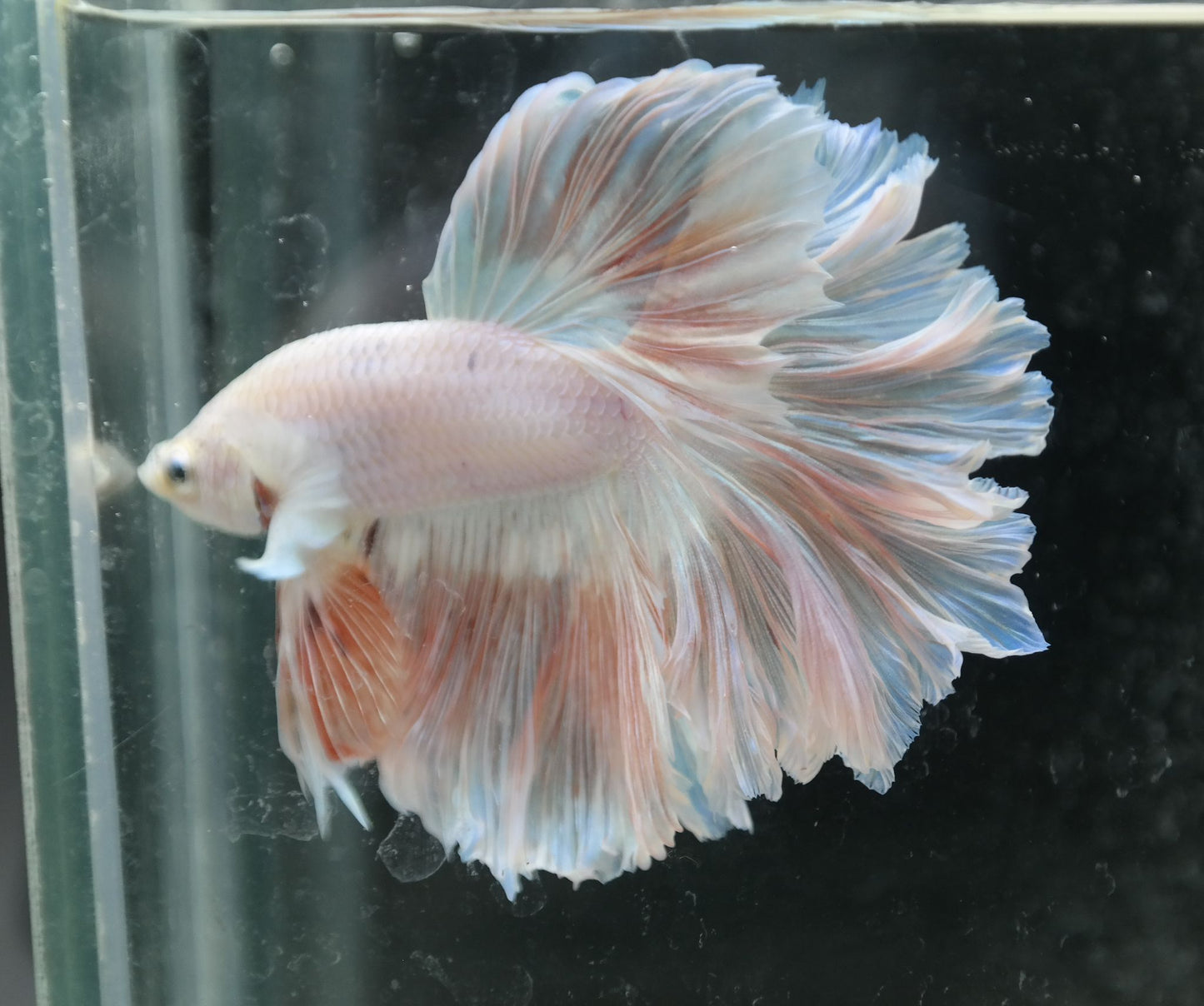 Male Pastel Peach Rosetail Betta Fish A106