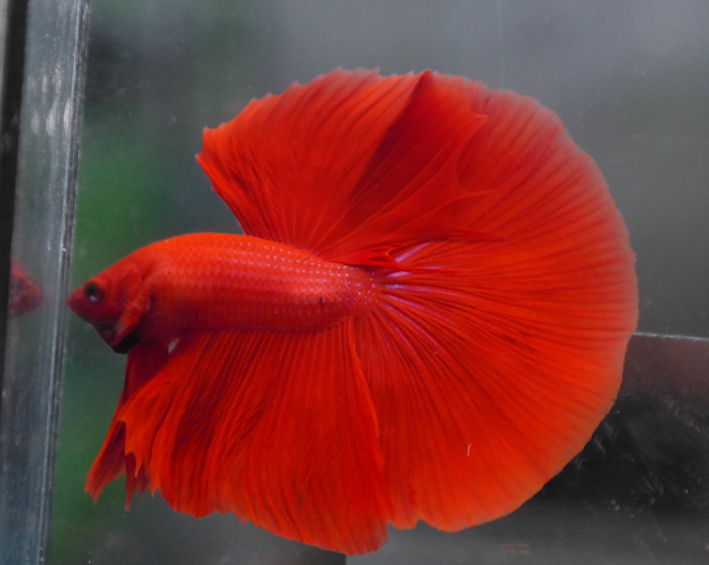 Male Super Red Halfmoon Betta Fish A107