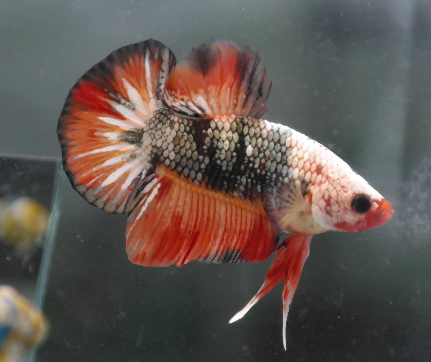 Male Candy Copper HMPK Plakat Halfmoon Betta Fish A108