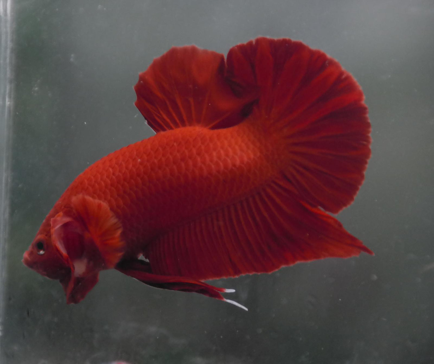 Male Super Red HMPK Plakat Halfmoon Betta Fish A109