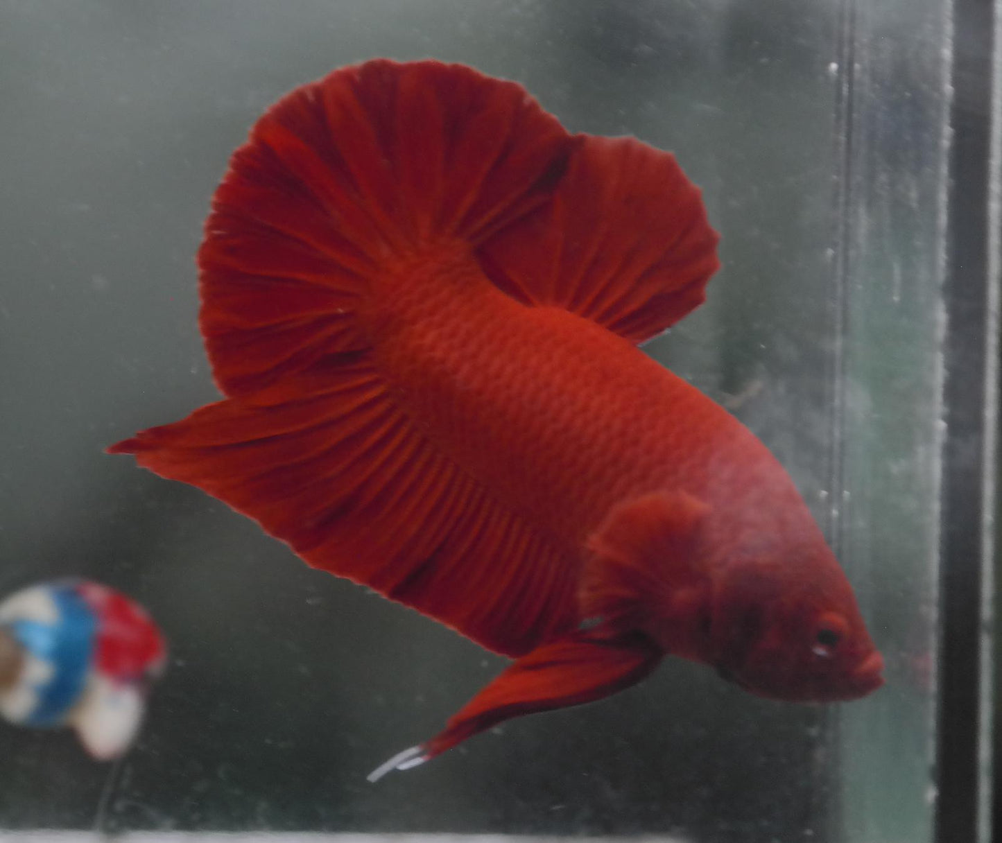 Male Super Red HMPK Plakat Halfmoon Betta Fish A109