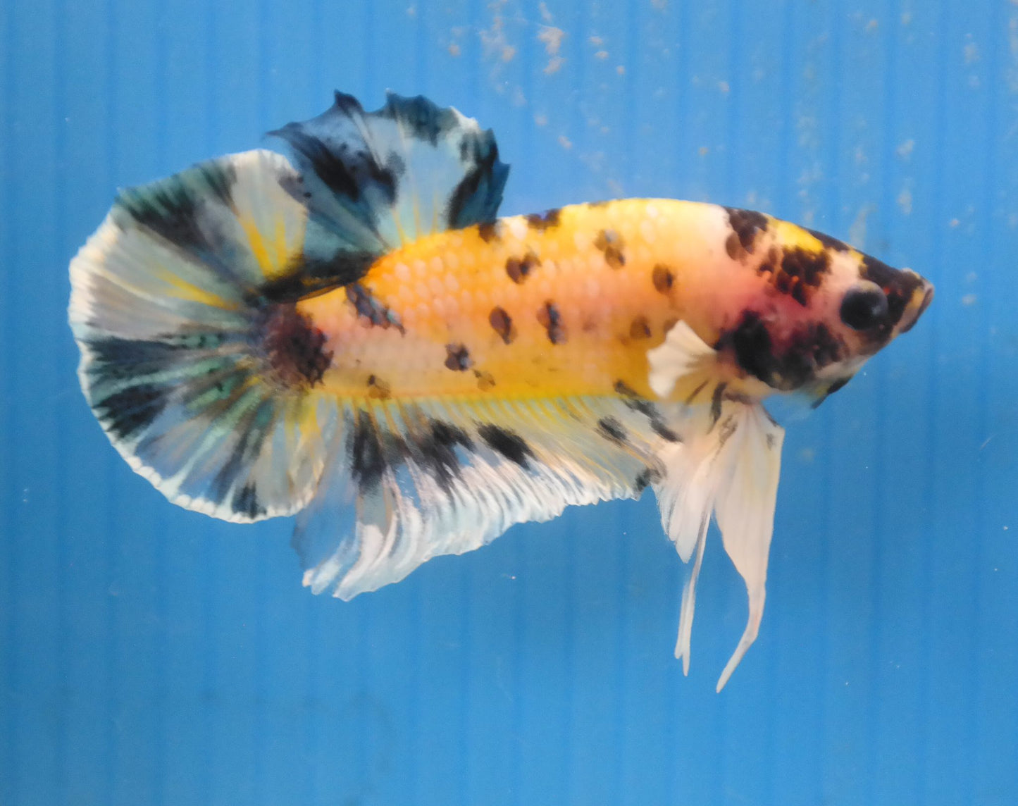 Male Yellow Black Polka Dot HMPK Plakat Halfmoon Betta Fish A110