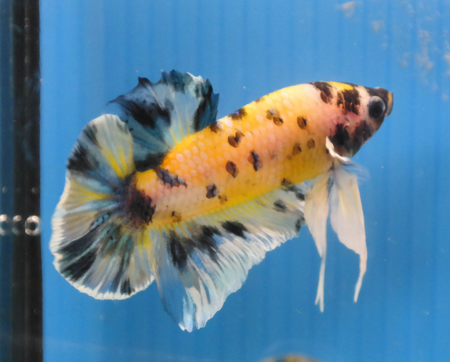 Male Yellow Black Polka Dot HMPK Plakat Halfmoon Betta Fish A110