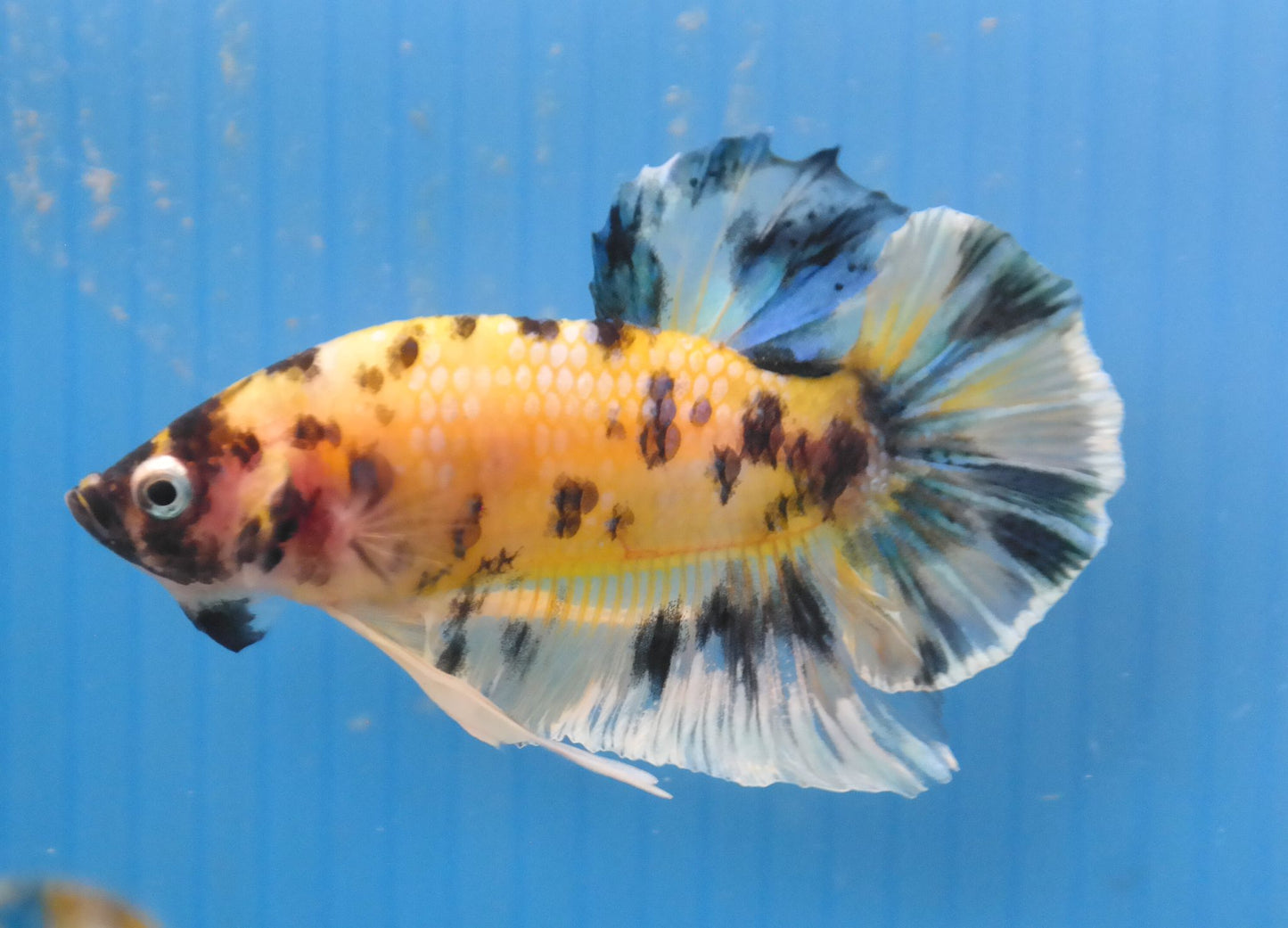 Male Yellow Black Polka Dot HMPK Plakat Halfmoon Betta Fish A110
