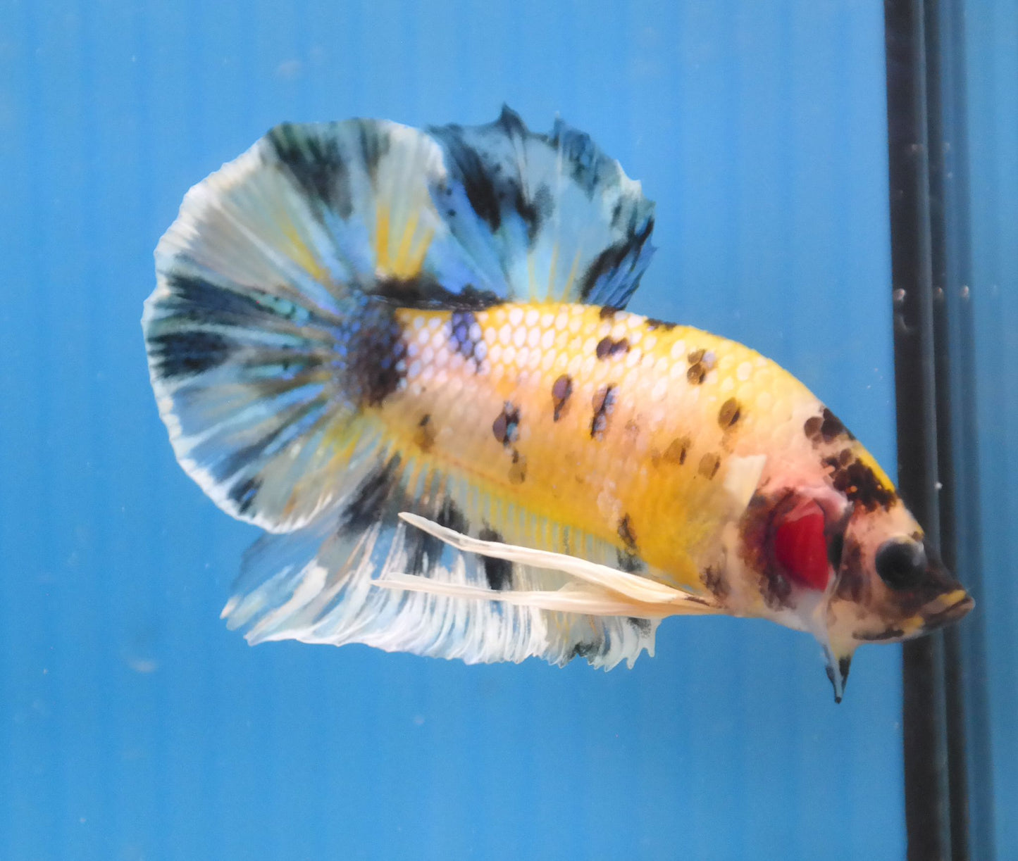 Male Yellow Black Polka Dot HMPK Plakat Halfmoon Betta Fish A110