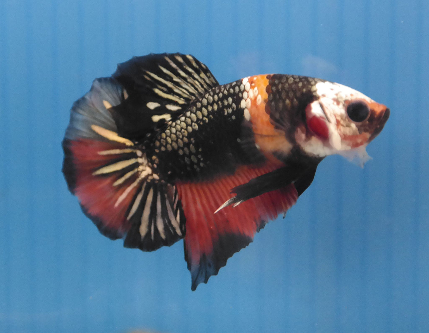 Male Candy Copper HMPK Plakat Halfmoon Betta Fish A112