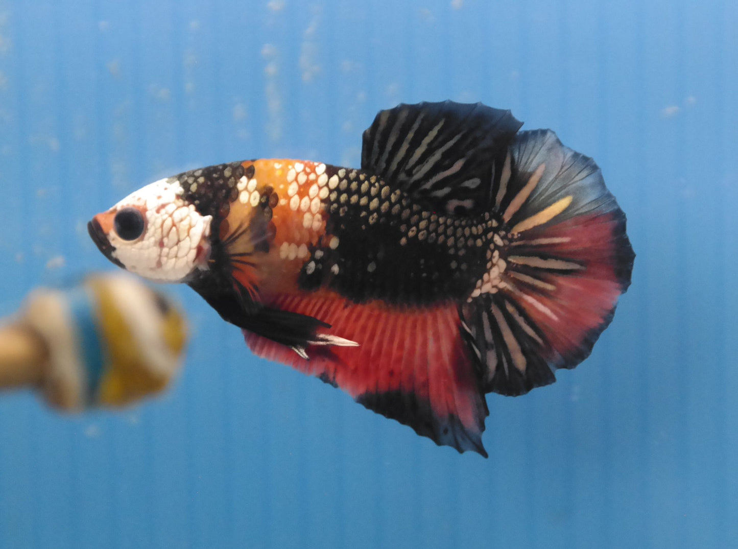 Male Candy Copper HMPK Plakat Halfmoon Betta Fish A112