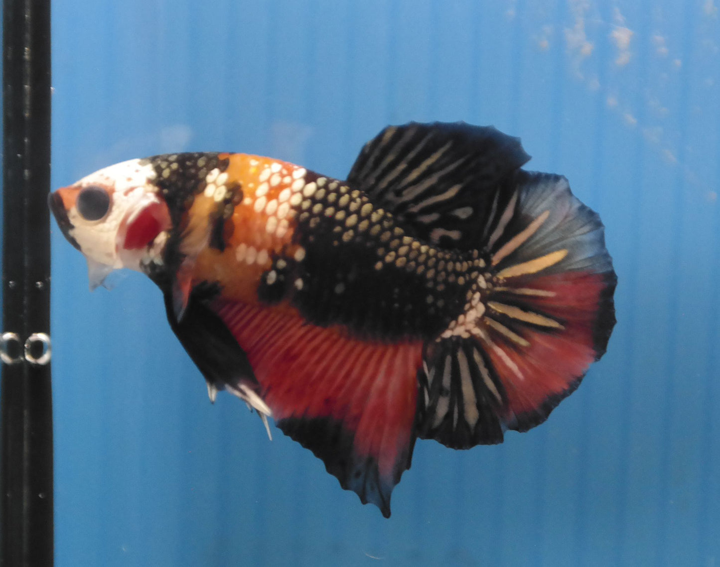 Male Candy Copper HMPK Plakat Halfmoon Betta Fish A112