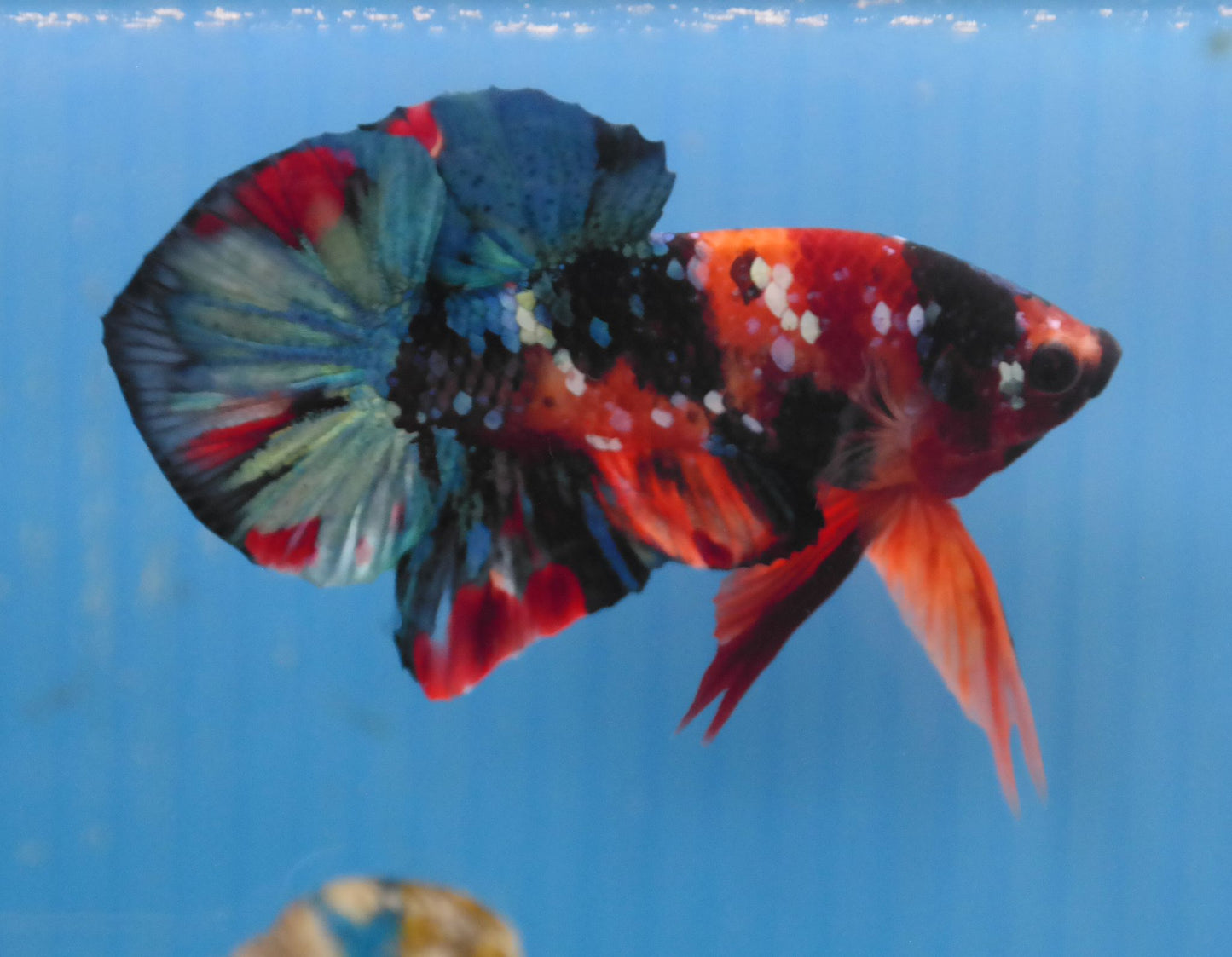 Male Galaxy Multicolor HMPK Plakat Halfmoon Betta Fish A113