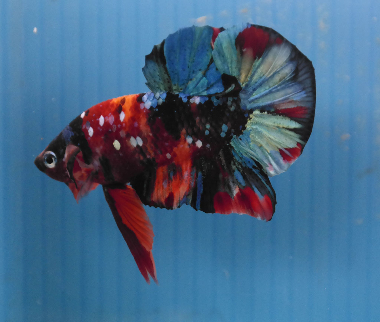Male Galaxy Multicolor HMPK Plakat Halfmoon Betta Fish A113