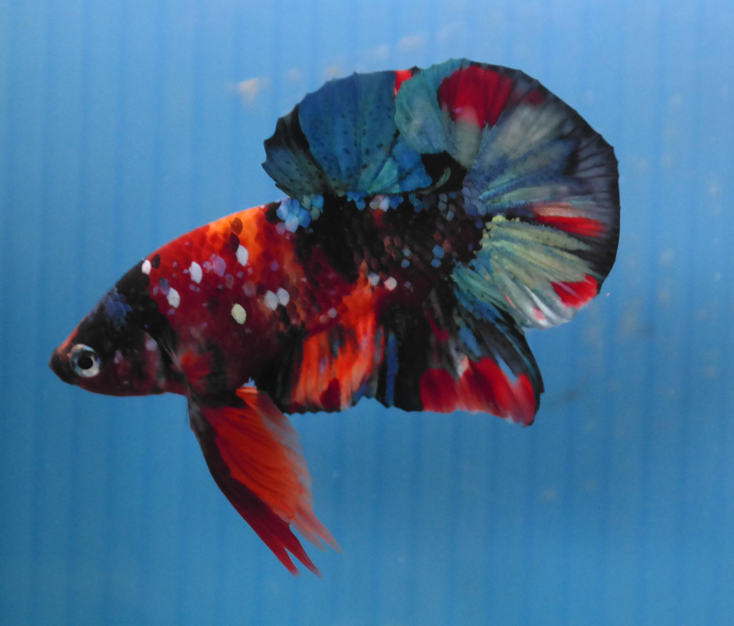 Male Galaxy Multicolor HMPK Plakat Halfmoon Betta Fish A113