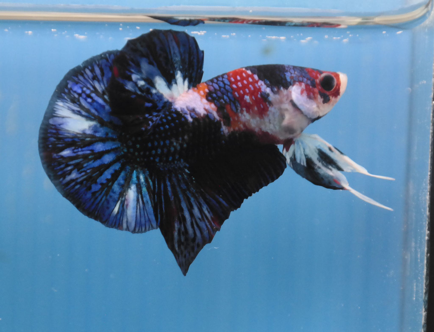 Male Galaxy Multicolor HMPK Plakat Halfmoon Betta Fish A114