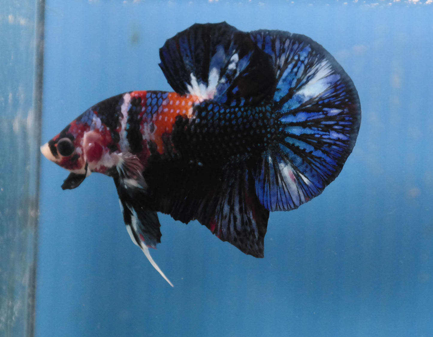 Male Galaxy Multicolor HMPK Plakat Halfmoon Betta Fish A114