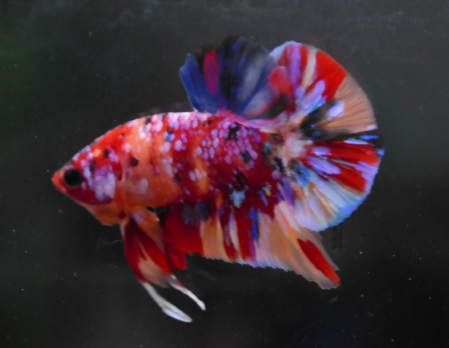 Male Multicolor HMPK Plakat Halfmoon Betta Fish A117