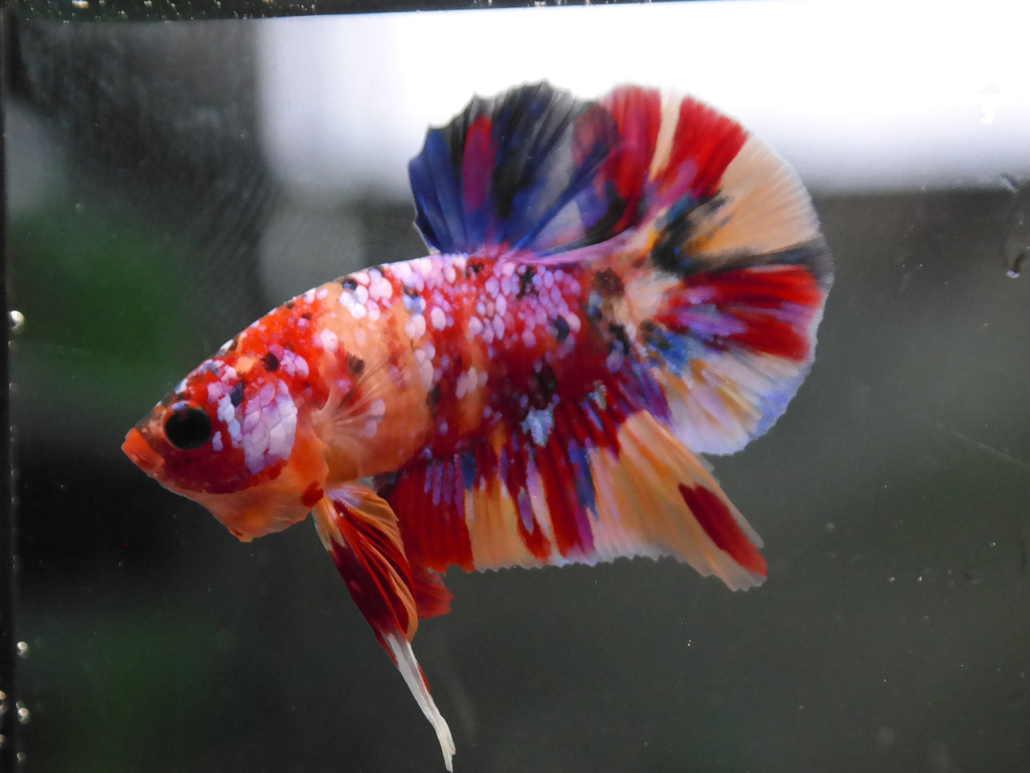 Male Multicolor HMPK Plakat Halfmoon Betta Fish A117