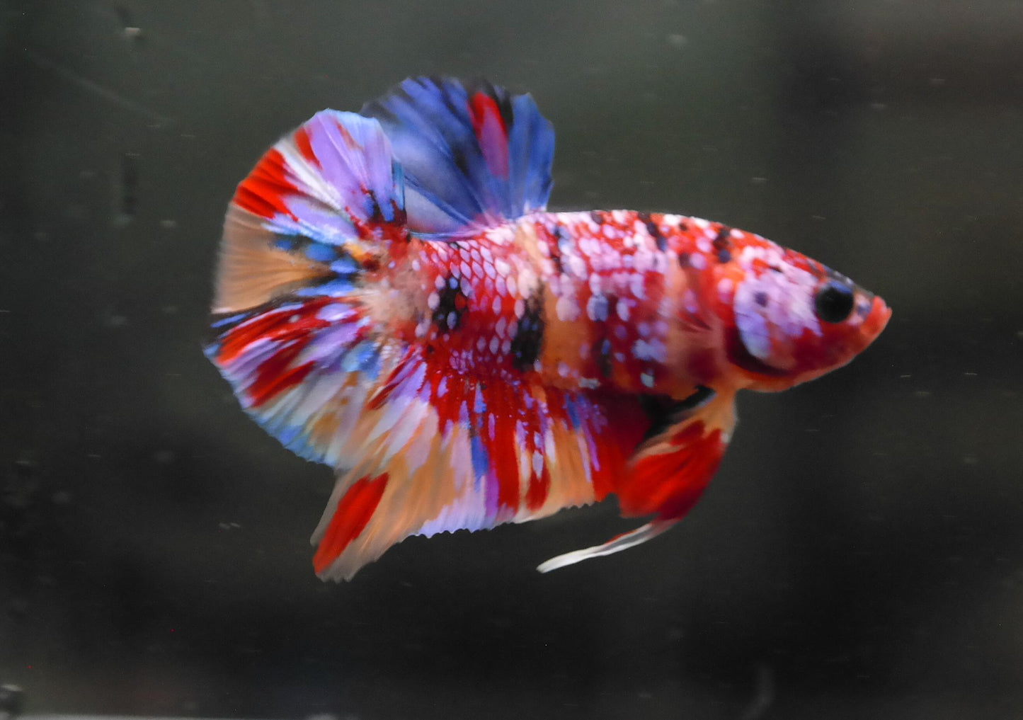 Male Multicolor HMPK Plakat Halfmoon Betta Fish A117