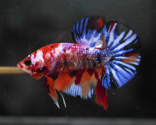 Male Multicolor HMPK Plakat Halfmoon Betta Fish A118
