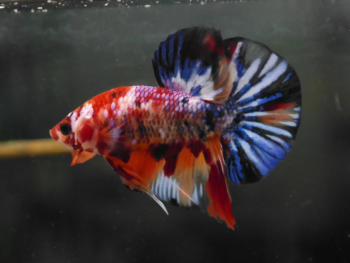 Male Multicolor HMPK Plakat Halfmoon Betta Fish A118