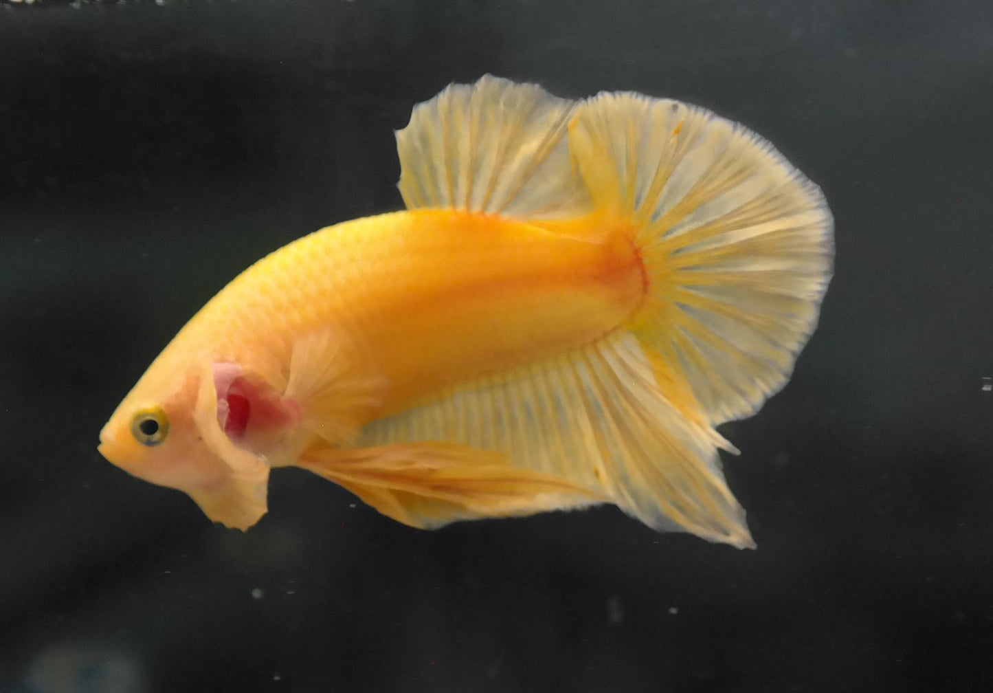 Male Yellow HMPK Plakat Halfmoon Betta Fish A119