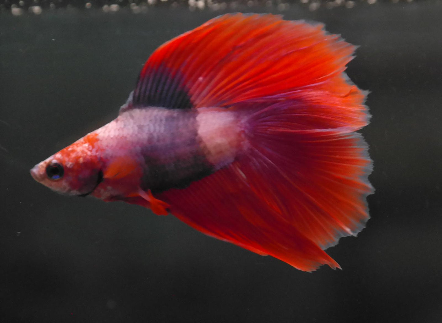 Male Two Tone Double Tail Betta Fish A120